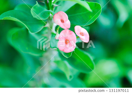 Christ Thorn, Euphorbia milii or Euphorbiaceae Christ Thorn, Euphorbia milii or Euphorbiaceae 131197011