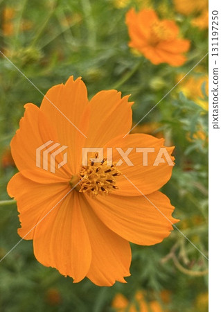 Vivid orange cosmos 131197250
