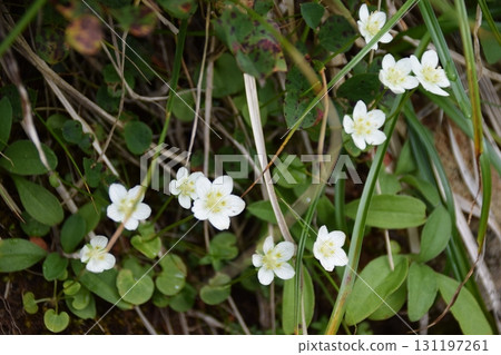 Mizusan Mizusan 131197261