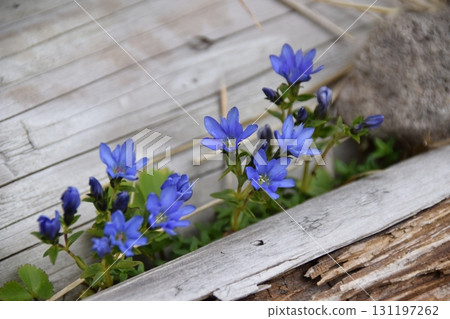 Mizusan Mizusan 131197262