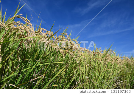 Fruit rice straw and blue sky Fruit rice straw and blue sky 131197363