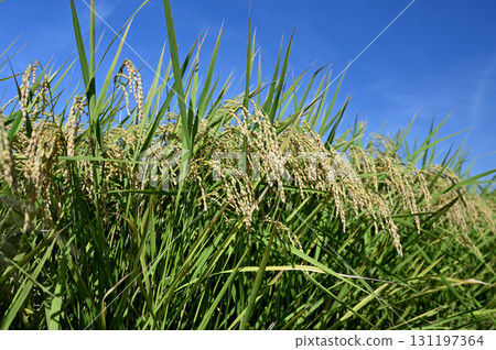 Fruit rice straw and blue sky Fruit rice straw and blue sky 131197364