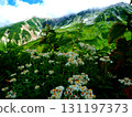 Summer scenery of the Tateyama Murododaira hiking course on the Tateyama Kurobe Alpine Route in Toyama 131197373