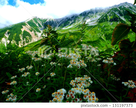 Summer scenery of the Tateyama Murododaira hiking course on the Tateyama Kurobe Alpine Route in Toyama 131197373