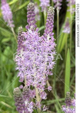 Flowers of Turbo 131197410