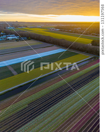 Aerial view of tulip fields at sunset, striped in purple, pink, yellow, white, and green, with nearby houses, solar paneled roofs, and a golden horizon glowing above the wooded edge. Aerial view of tulip fields at sunset, striped in purple, pink, yellow, white, and green, with nearby houses, solar paneled roofs, and a golden horizon glowing above the wooded edge. 131197568