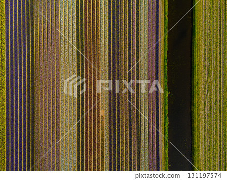 Aerial view of striped fields in purple, yellow, green, and brown, divided by a vertical canal or road, forming a vivid, orderly agricultural pattern across the landscape. Aerial view of striped fields in purple, yellow, green, and brown, divided by a vertical canal or road, forming a vivid, orderly agricultural pattern across the landscape. 131197574