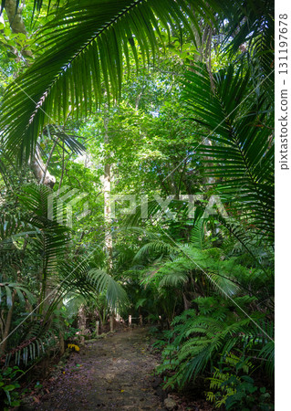 Ishigaki Island Yaeyama Palm Community 131197678
