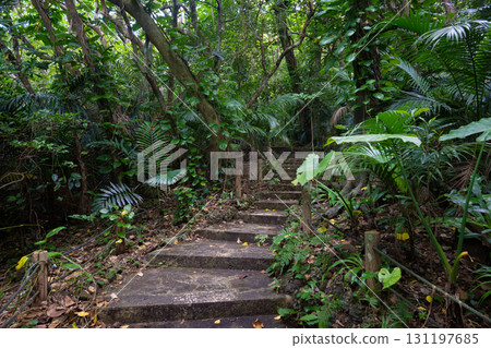 Ishigaki Island Yaeyama Palm Community 131197685