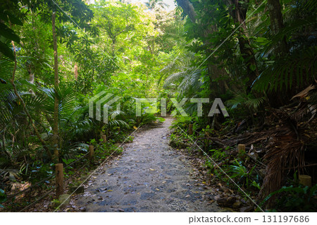 Ishigaki Island Yaeyama Palm Community 131197686