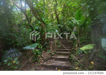 Ishigaki Island Yaeyama Palm Community 131197689