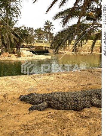 Crocodiles basking under the sun in the Djerba crocodile farm in Tunisia, showcasing their natural Crocodiles basking under the sun in the Djerba crocodile farm in Tunisia, showcasing their natural 131197886