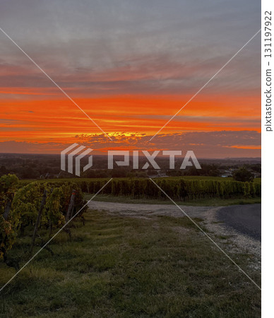 Vineyard under a breathtaking sunset with vibrant orange and pink hues illuminating the sky Vineyard under a breathtaking sunset with vibrant orange and pink hues illuminating the sky 131197922