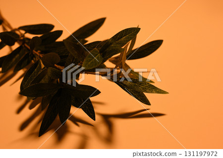 有樹枝和樹葉的背景 07 131197972