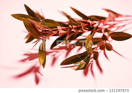 帶有樹枝和樹葉的背景 08 帶有樹枝和樹葉的背景 08 131197973