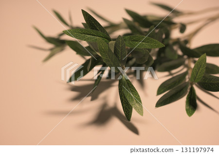 有樹枝和樹葉的背景 09 131197974