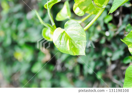 Epipremnum aureus Engl, ARACEAE or Devils Ivy or Golden Pothos or Hunters Robe or Epipremnum aureum or Araceae or bicolor leaf Epipremnum aureus Engl, ARACEAE or Devils Ivy or Golden Pothos or Hunters Robe or Epipremnum aureum or Araceae or bicolor leaf 131198108