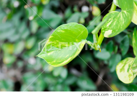 Epipremnum aureus Engl, ARACEAE or Devils Ivy or Golden Pothos or Hunters Robe or Epipremnum aureum or Araceae or bicolor leaf Epipremnum aureus Engl, ARACEAE or Devils Ivy or Golden Pothos or Hunters Robe or Epipremnum aureum or Araceae or bicolor leaf 131198109