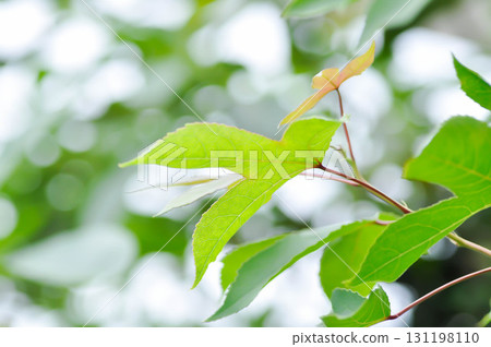 maple leaf, maple leaves or Maple tree or Acer saccharum Marsh maple leaf, maple leaves or Maple tree or Acer saccharum Marsh 131198110