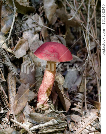 闊葉山毛櫸林中的紅牛肝菌幼體 131198349