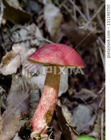 闊葉山毛櫸林中的紅牛肝菌幼體 131198350