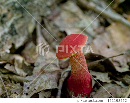 闊葉山毛櫸林中的紅牛肝菌幼體 闊葉山毛櫸林中的紅牛肝菌幼體 131198352