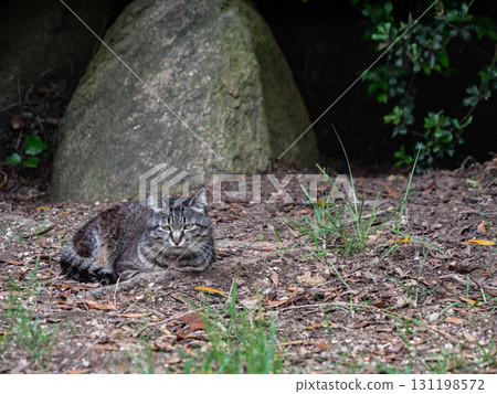 A wild stray cat sitting on the ground. 131198572
