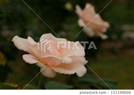 Light rose rose Light rose rose 131198608