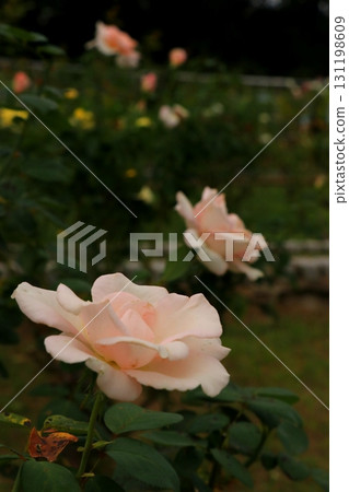 Light rose rose Light rose rose 131198609