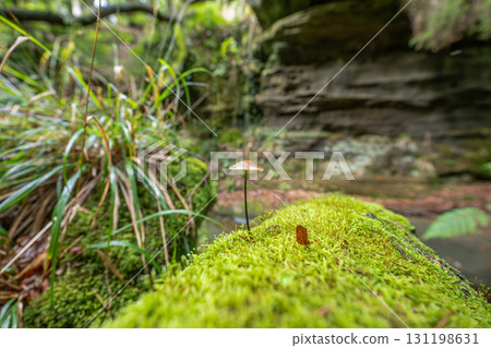 Beautiful green forest Hiking path with Sandstone chalk rock formations in Berdorf Mullerthal Luxembourg 131198631