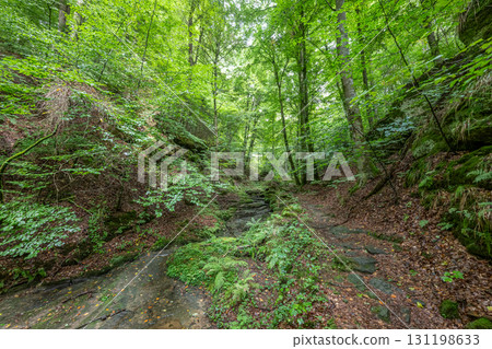 Beautiful green forest Hiking path with Sandstone chalk rock formations in Berdorf Mullerthal Luxembourg 131198633