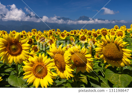 山梨縣北杜市明野町麻尾～明野向日葵節～向日葵田與南阿爾卑斯山 131198647