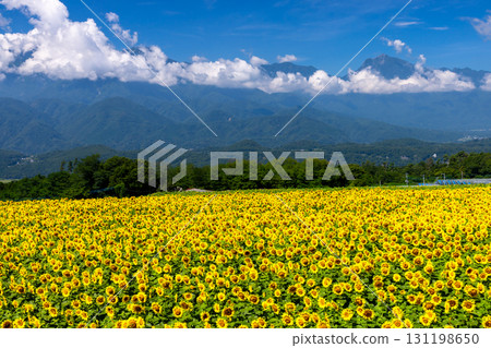 山梨縣北杜市明野町麻尾~明野向日葵節~向日葵田與南阿爾卑斯山 山梨縣北杜市明野町麻尾~明野向日葵節~向日葵田與南阿爾卑斯山 131198650