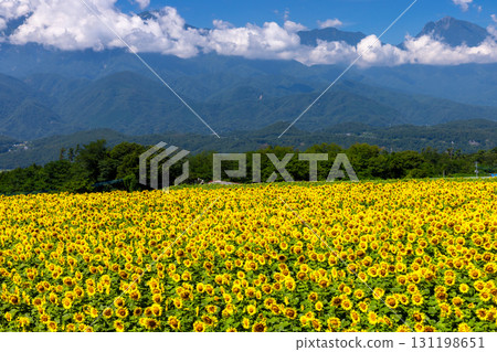 Asao, Akeno-cho, Hokuto City, Yamanashi Prefecture - Akeno Sunflower Festival: Sunflower fields in full bloom and the Southern Alps 131198651