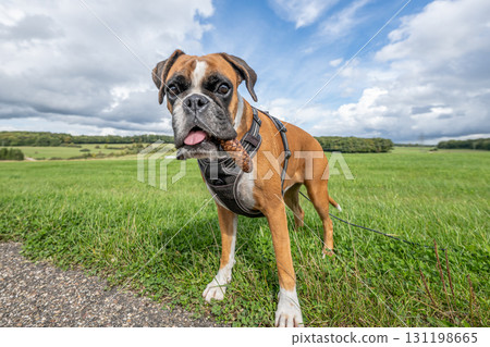 Playful young purebred golden german boxer dog puppy playing outdoor on a sunny day 131198665