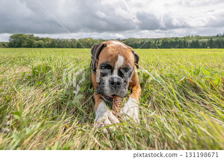 Playful young purebred golden german boxer dog puppy playing outdoor on a sunny day 131198671