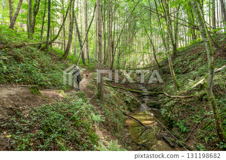 Beautiful green forest Hiking path with Sandstone chalk rock formations in Berdorf Mullerthal Luxembourg 131198682