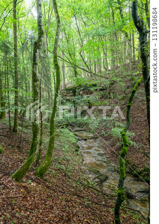Beautiful green forest Hiking path with Sandstone chalk rock formations in Berdorf Mullerthal Luxembourg 131198684