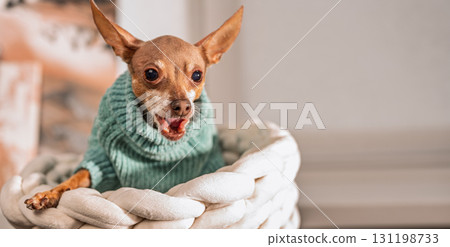 Funny small dog in green sweater barking or yawning with open mouth, emotional miniature pinscher sitting in basket, angry or playful pet behavior Funny small dog in green sweater barking or yawning with open mouth, emotional miniature pinscher sitting in basket, angry or playful pet behavior 131198733