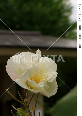 白蝴蝶花 131198774