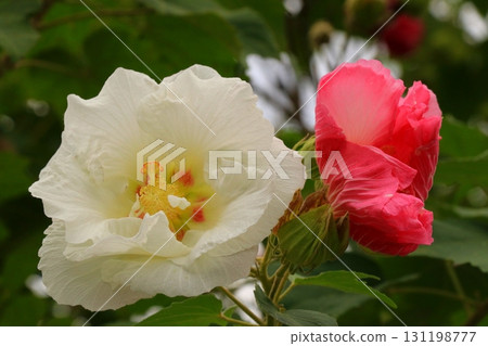 白蝴蝶花 131198777