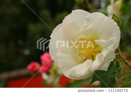 White Hibiscus Flowers White Hibiscus Flowers 131198778