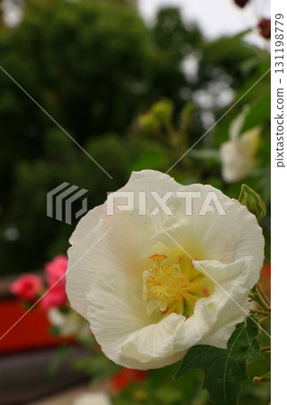 White Hibiscus Flowers 131198779