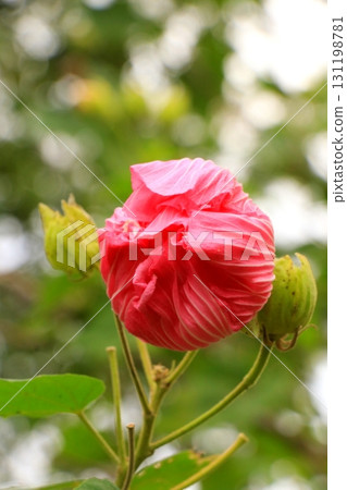 紅芙蓉花蕾 紅芙蓉花蕾 131198781