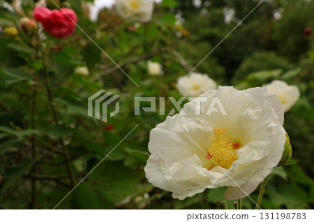 白蝴蝶花 白蝴蝶花 131198783