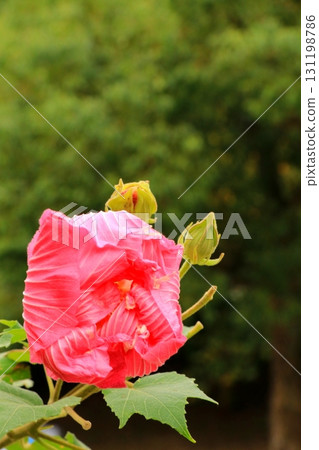 紅芙蓉花蕾 紅芙蓉花蕾 131198786