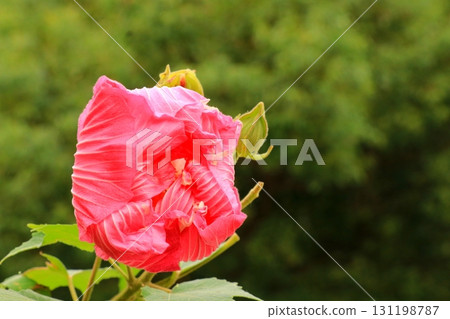 紅芙蓉花蕾 紅芙蓉花蕾 131198787