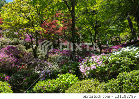 大光禪寺 - 杜鵑花寺 131198789