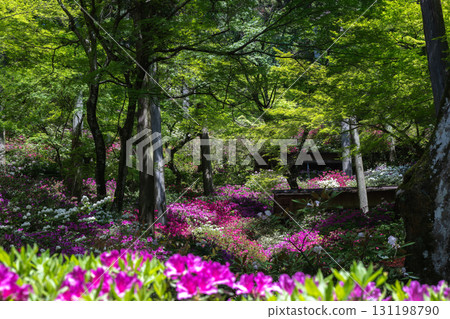 大光禪寺 - 杜鵑花寺 131198790