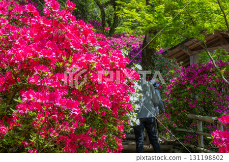 Daikozenji Temple - The Temple of Azaleas 131198802